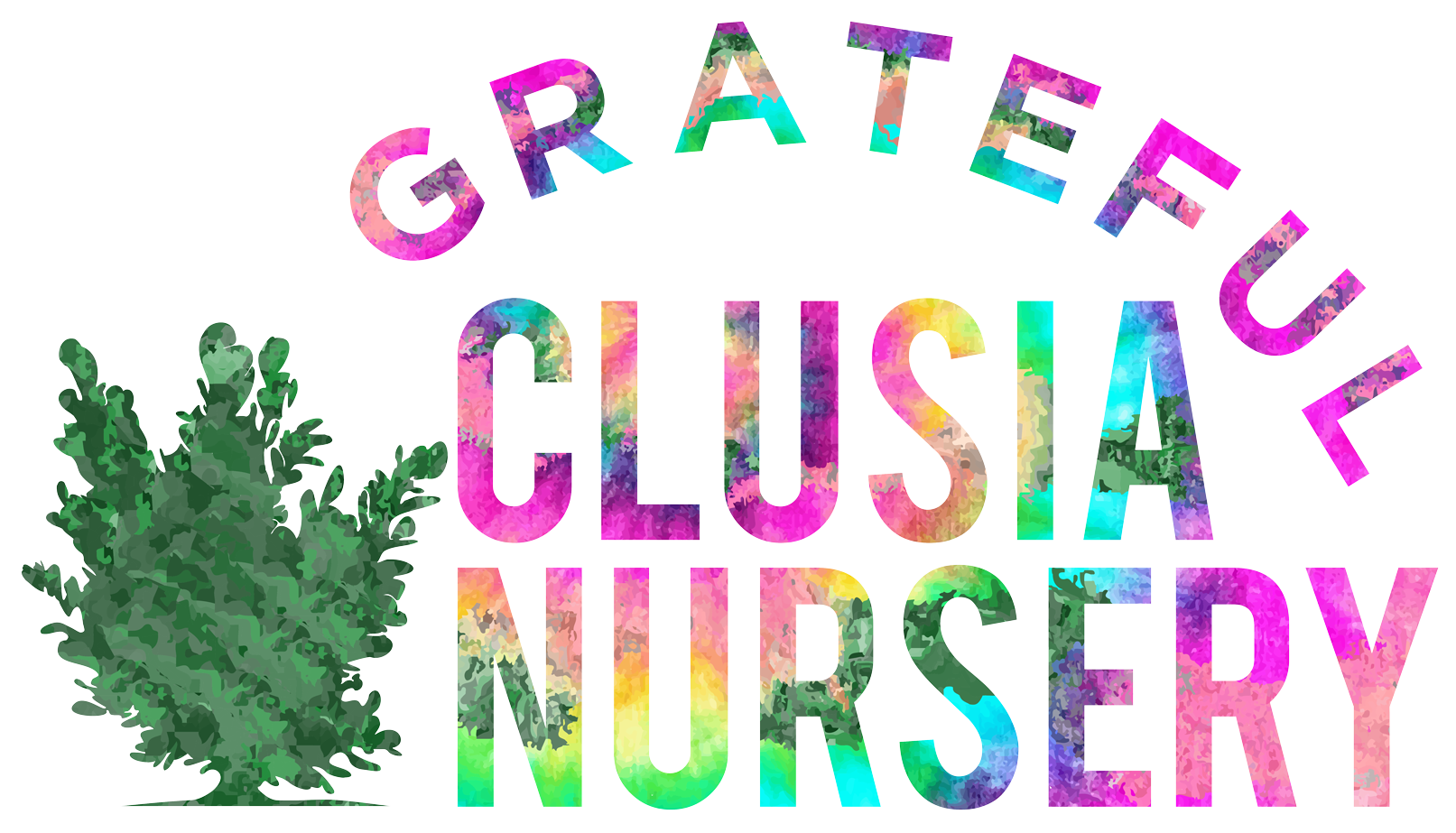 Grateful Clusia Nursery