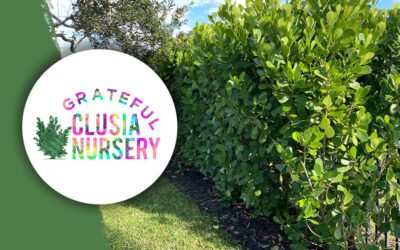 The Art of Hedge Trimming in South Florida: A Guide by Grateful Clusia Nursery