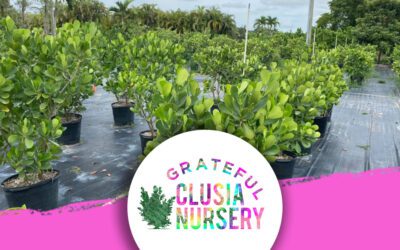 Caring for Clusia Plants: Tips from Grateful Clusia Nursery