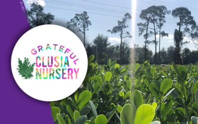 Grateful Clusia Nursery: Your Source for Healthy Clusia Hedges